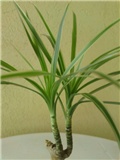 dracena